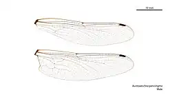 Male wings