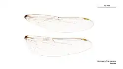 Female wings