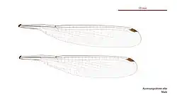 Male wings