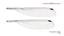 Male wings