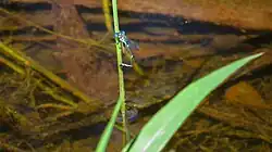 Male