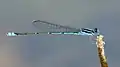 Male