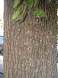 Bark of same