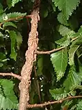 Corky wings of same