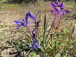 Babiana engysiphon