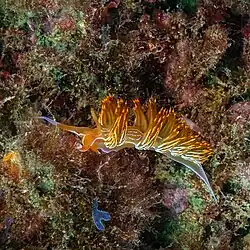 L. babai in the coast of Portugal