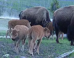 Bison calves