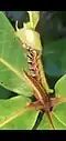 Caterpillar eating Terminalia catappa leaf, lateral view. Dededo, Guam