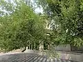 Bairi Sahib Tree at Gurudwara Beri Sahib