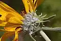 Balsamorhiza sagittata involucre.