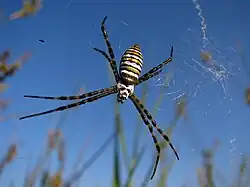 Female, dorsal view