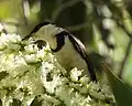 Banded honeyeater, Parry's Lagoon near Wyndham, WA, 2019