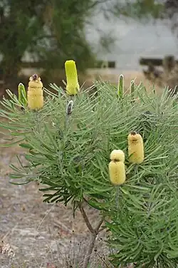 A cylindrical flower spike nestled among green narrow leaves