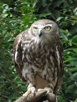 The barking owl, a resident of central Queensland, Australia