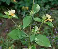 Barleria prionitis in Hyderabad, India.