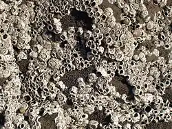 "Semibalanus balanoides"