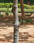 Trunk in Hyderabad, India.