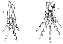 Skeleton of Manus and Pes of a Tailed Batrachian (from Professor Gegenbaur's "Tarsus and Carpus").