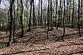 Burial mound from the 7th century BC