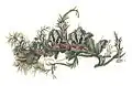 Illustration of Ramaria farinosa[13]