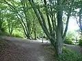 The Larches
