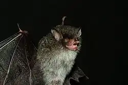 Gray bat
