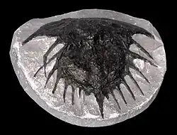 Fossil of E. 'Prestwichia' anthrax from Coalbrook Dale, England.