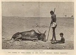 Engraving from The Graphic, October 1877, showing the plight of animals as well as humans in Bellary district, Madras Presidency, British India during the Great Famine of 1876–1878