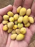 Fruit