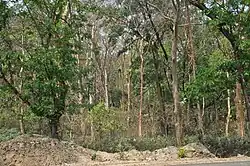 The forest