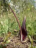 B. tenuifolium