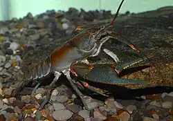 Cambarus callainus