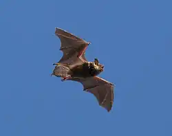 The image depicts a big brown bat in flight