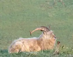 A big dirty goat with long curly horns rests in the long grass on top of a hill