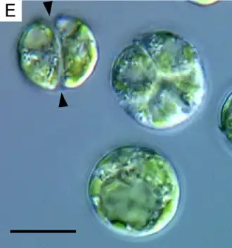 Binary and quaternary cell divisions of Lotharella globosa. Arrowheads indicate the parental cell wall. Scale bar = 10&nbsp;μm