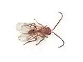 Male