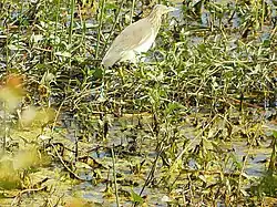 A pond heron at the bird sanctuary