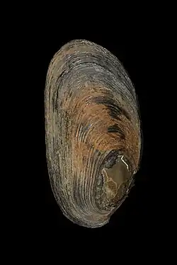 Echyridella onekaka