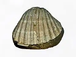 Fossil of Acanthocardia tuberculata, Pliocene, Asti (Italy)