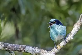 male, Ecuador