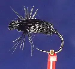 Black Crowe Beetle