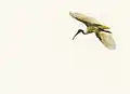 Black-headed ibis