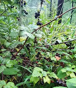 In mountains of Buryatia, Russia