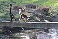 Black lemur (Eulemur macaco) in Zooparc de Trégomeur, 2025