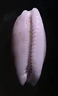 Apertural view