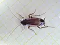 Adult male, with semi-functional wings