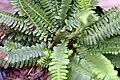 Hard fern