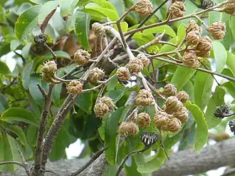 Ripening fruits