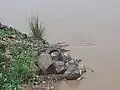 Stone block on the banks of the Zébé Marao Cameroon