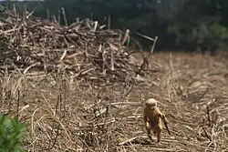 A blond capuchin monkey (Sapajus flavius) runs across a dry sugarcane field, clutching a stalk of sugarcane in one hand. Behind it, a large pile of harvested sugarcane dominates the background. The scene captures a moment of opportunistic foraging behavior, highlighting the species’ adaptability in fragmented and human-influenced landscapes.